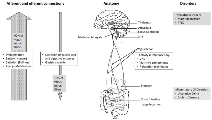 Vagus Nerve Stimulation in IBD Treatment