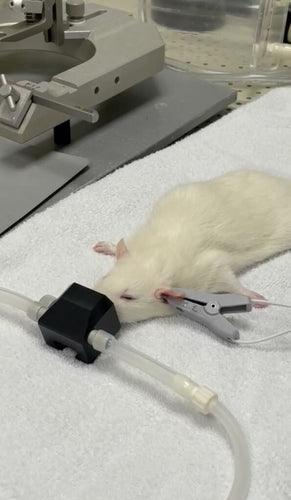 A54 THE IMPACT OF NON-INVASIVE TRANSCUTANEOUS AURICULAR VAGUS NERVE STIMULATION (NITAVNS) ON THE DEVELOPMENT OF EXPERIMENTAL COLITIS IN MICE