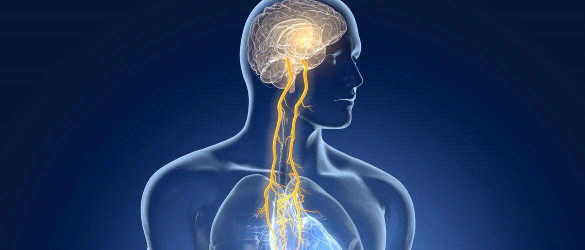 Transauricular vagal nerve stimulation suppresses inflammatory responses in the gut and brain in an inflammatory bowel disease model