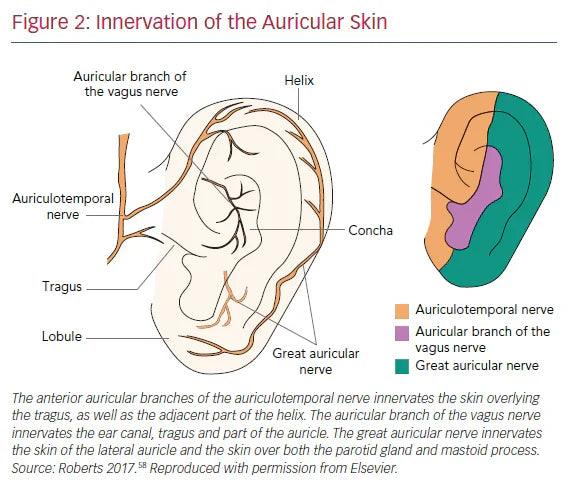 A New Method for Sportive Performance and Recovery: Auricular Vagus Nerve Stimulation (Review)