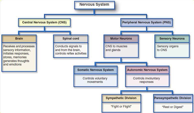 The Link Between Vagus Nerve Stimulation and Complementary-Integrative Medicine for ANS Regulation