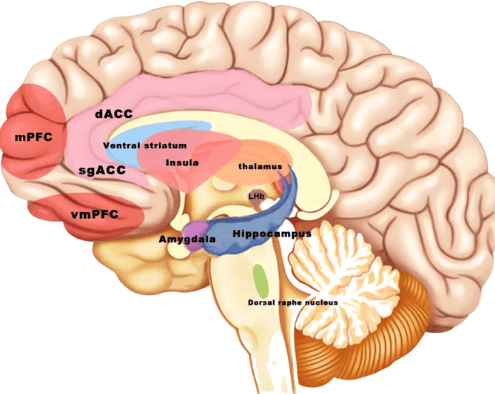tVNS for Alzheimer's Disease: Enhancing Brain Function and Cognition