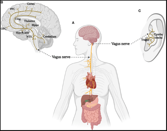 taVNS: Enhancing Cognition, Mood, and Memory with Neurostimulation