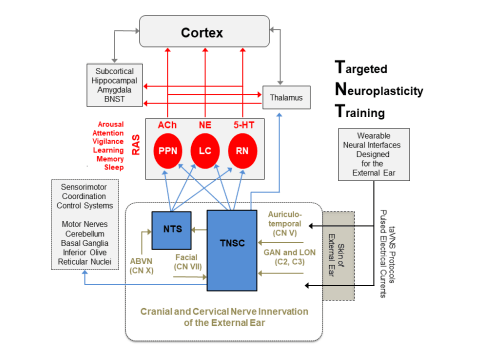 taVNS Earbud Electrodes: A New Frontier in Cognitive Wellness