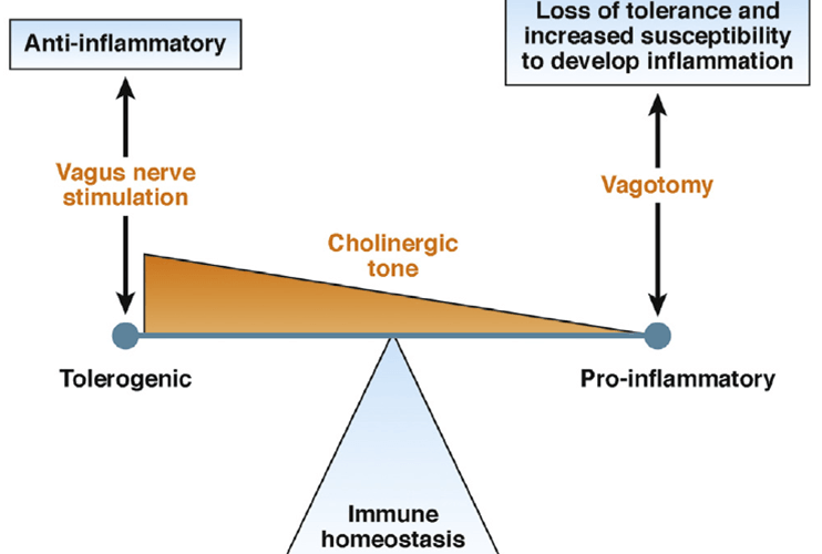 Vagus Nerve Stimulation: Unlocking Immune System Health Benefits
