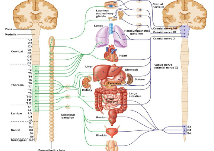 Vagus Nerve Stimulation: A Breakthrough in Autonomic Dysfunction Care