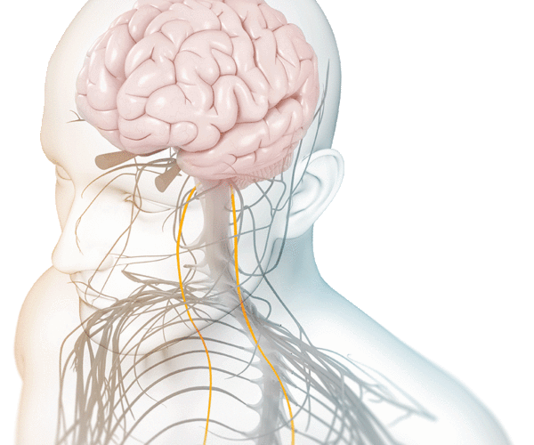 How Non-Invasive Vagus Nerve Stimulation (nVNS) Relieves Migraines