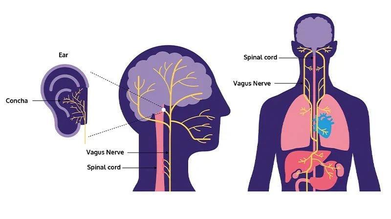 Morphometric Changes in Liver and Pancreas in Experimental Colitis Model and Examination of the Effects of Vagal Stimulation on These Changes in Chronic Period