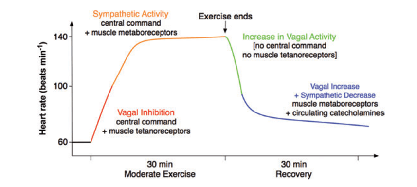Vagus Nerve Stimulation: Transforming Sports Recovery and Performance