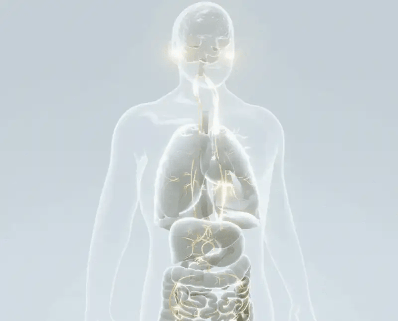 Animated illustration of the vagus pathway from the brainstem through the chest to the digestive tract