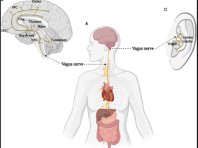 The Effects of Transcutaneous Auricular Vagus Nerve Stimulation on Visual Memory Performance and Fatigue