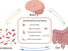 How the Gut Microbiome Orchestrates Liver Tumor Control through the Vagus Nerve