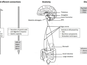 Vagus Nerve Stimulation in IBD Treatment